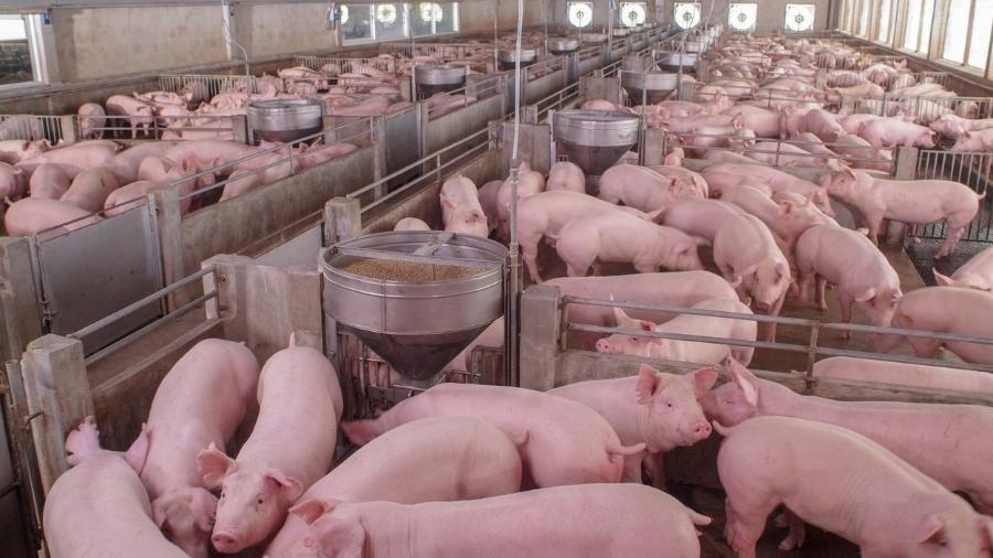 O risco de novos surtos da peste suína persiste mesmo com a estabilização da situação geral da doença - Getty Images/iStockphoto