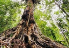 Dia da árvore: Veja qual a data no Brasil e o que é celebrado - Reprodução/Instagram