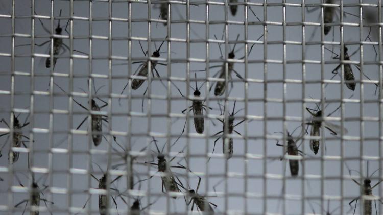 A chikungunya é transmitida por meio da picada do mosquito Aedes aegypti A chikungunya é transmitida por meio da picada do mosquito Aedes aegypti