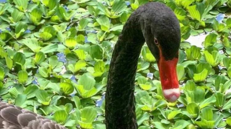 O cisne negro Romeu foi morto no domingo (27) em parque do Rio