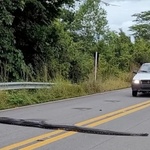 Cobra exótica comum nos EUA é achada em rua do Paraná