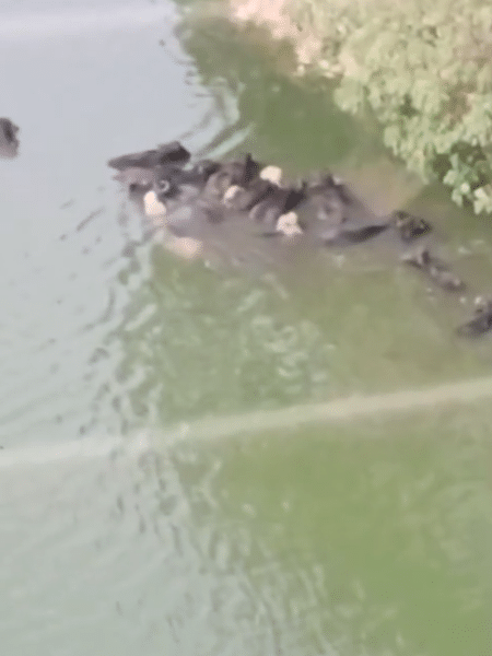 Animais eram vistos com frequência nas águas do Pinheiros