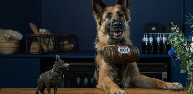 Cães da raça pastor alemão vão servir cerveja em bar temporário em Londres - Divulgação/Twitter/Kronenbourg1664