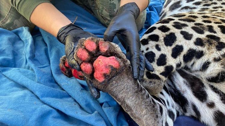 Patas da Itapira, onça-pintada de um ano e meio, foram queimadas no fogo do Pantanal Sul