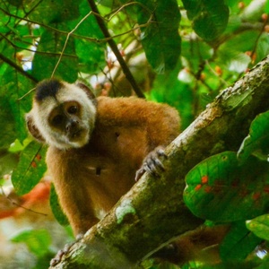 Espécies da Amazônia podem desaparecer com desmate e mudanças climáticas
