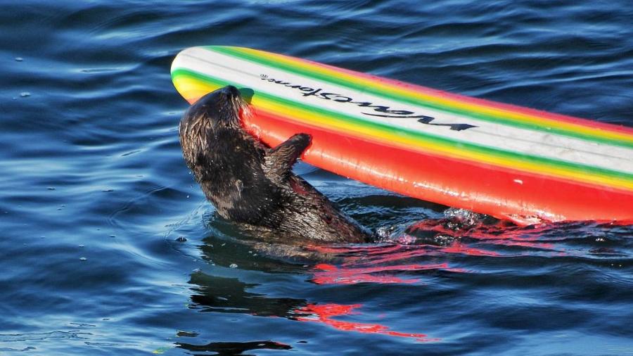 A lontra de 5 anos criada no Aquário Monterey Bay, na Califórnia, que agora vive no mar e gosta de roubar pranchas de surfe - Mark Woodward/Nativo de Santa Cruz via NYT