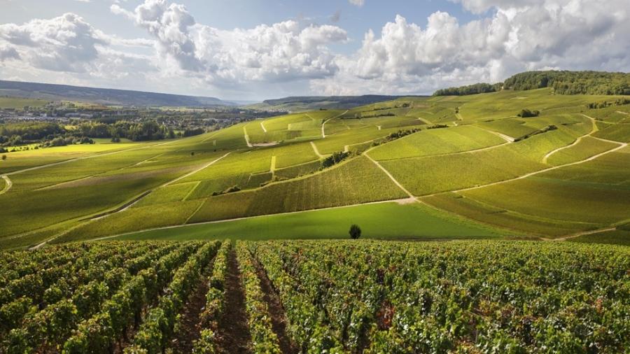A produção dos vinhedos de Champagne, na França, é a única que recebe a classificação de champanhe
