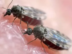 Febre oropouche: O que é a doença e quais são sintomas parecidos com dengue