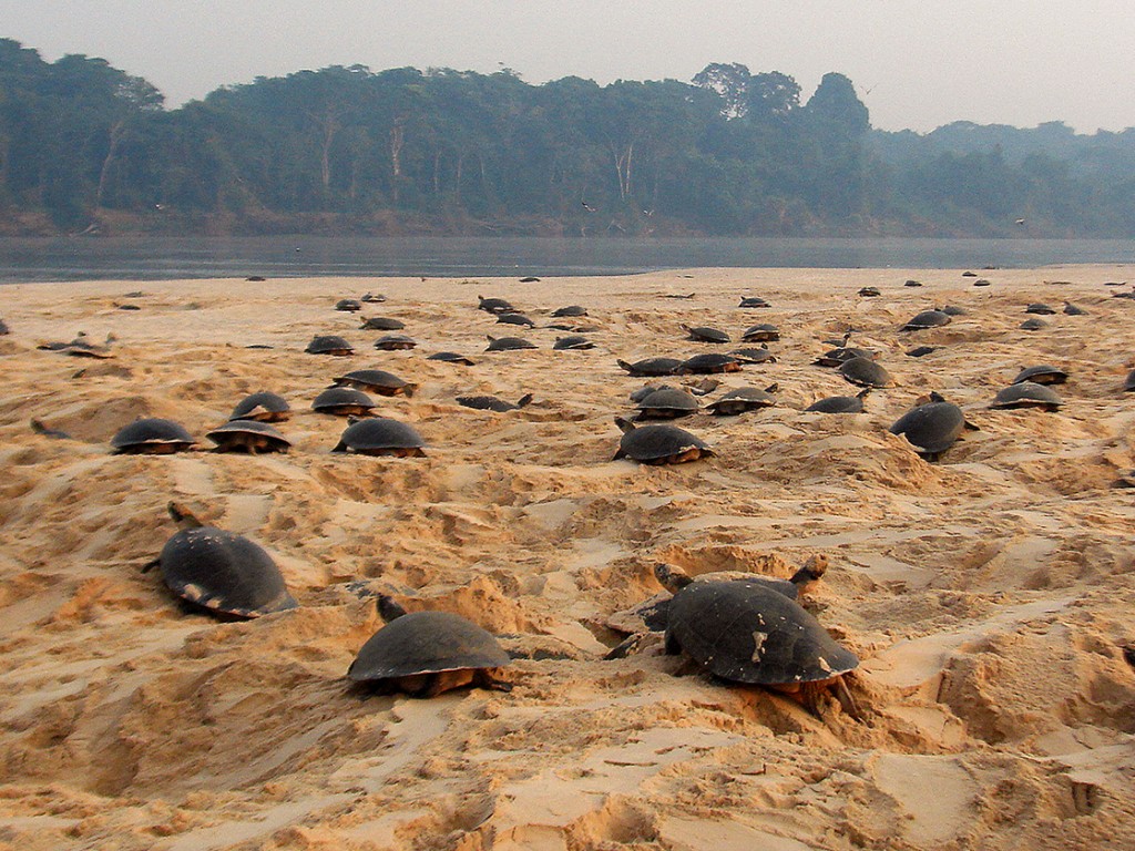 Desova de quelônios, como as tartarugas, ocorre em diversos pontos da bacia do Rio Madeira. Nesta imagem, elas estão no Rio Guaporé. Foto: Rosinaldo Machado/Secom-RO