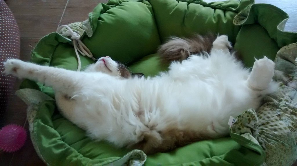 Capuccino, o gatinho da raça Ragdoll, "despreza" os clientes do café e se espreguiça em sua confortável cama verde
