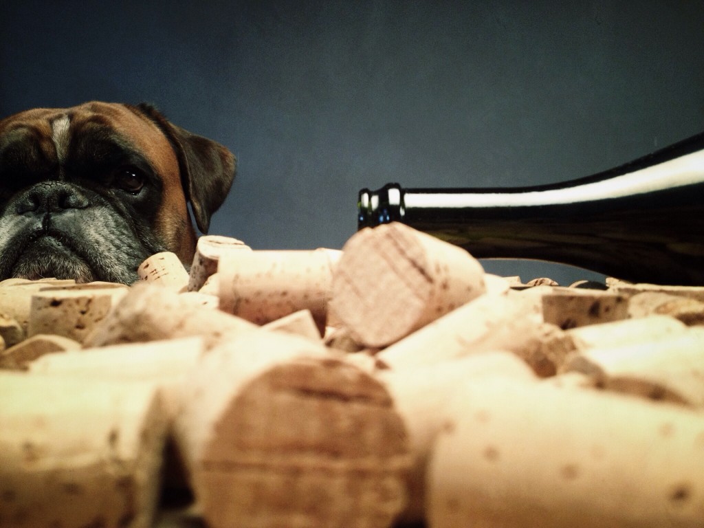 Dog behind used wine corks and bootle.