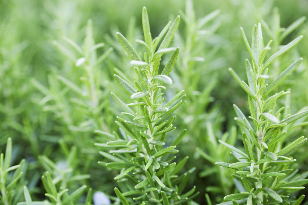 Alecrim é erva antioxidante: veja alguns benefícios e ...