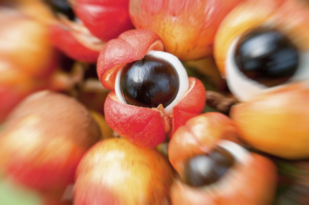 Memória de Vegetais em COQUINHOS