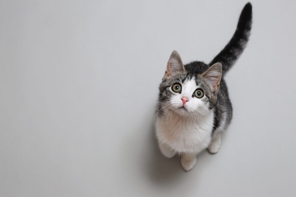 Foto de Gato Preto E Branco Novo Pequeno Bonito Do Tigre Com Os Olhos Azuis  Que Estão Em Pés Traseiros Menina Com Os Jogos Da Mão Do Lápis Com Gato e  mais