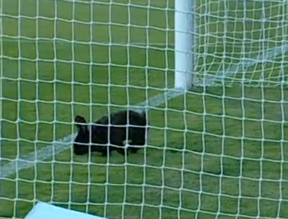 coelho-invade-campo-durante-o-jogo-entre-atletico-pr-e-operario-1390699134103_564x430