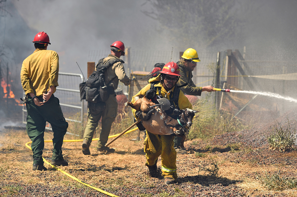 A firefighter rescues a goat from a burning house as flames envelope a property off of Bonham Road near Lower Lake, Calif. on Sunday, August 14, 2016. Flames continue to burn out of control in the area. Flames racing through dry brush Sunday destroyed at least four homes and forced more than 1,000 people to flee and firefighters to carry animals out of a northern California lake community that was evacuated in a devastating wildfire last year. (AP Photo/Josh Edelson)