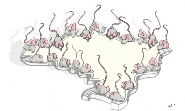 Resultado de imagem para imagens charges paixão ratos