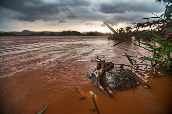 Um dos trechos mais preservados do rio Doce foi tomado pela lama de duas barragens da Samarco (=Vale + BHP Billiton). Foto: Leonardo Mercon/Instituto Últimos Refúgios