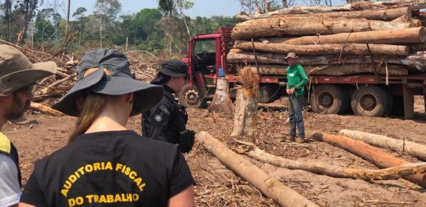 Trabalho escravo bomba desmatamento da Amazônia por bois, madeira e terra