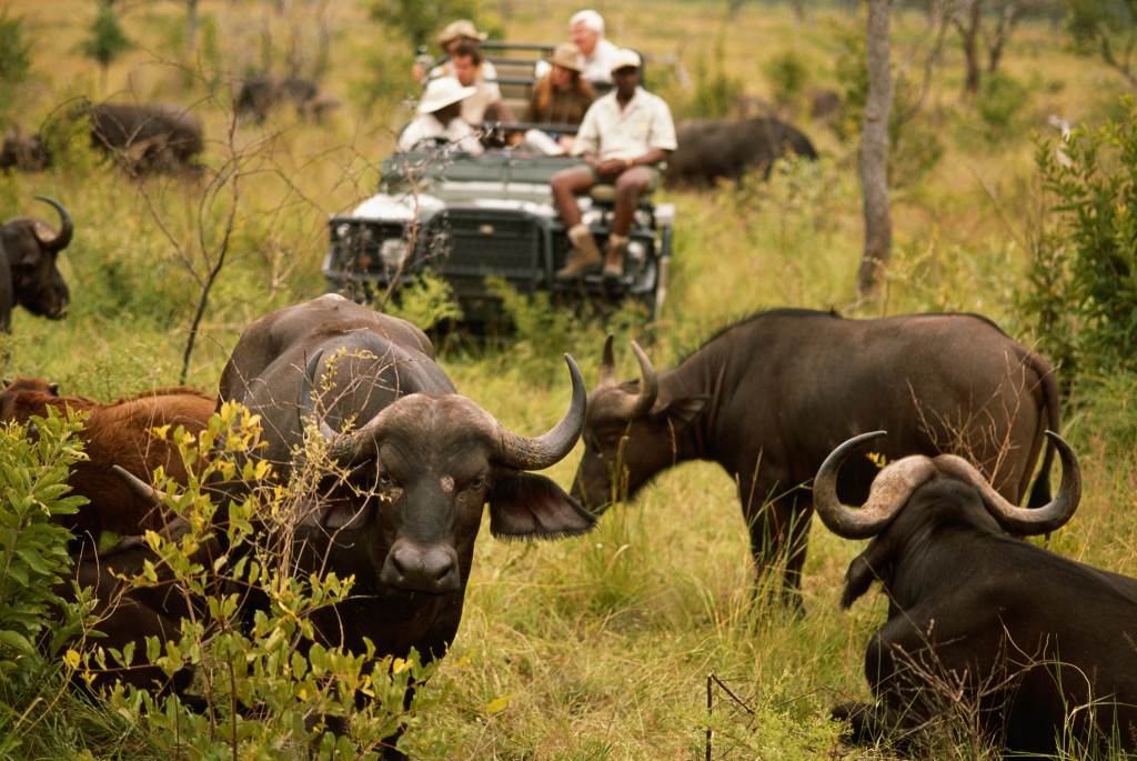 Herd of cape buffaloes (Syncerus caffer) before off road vehicle