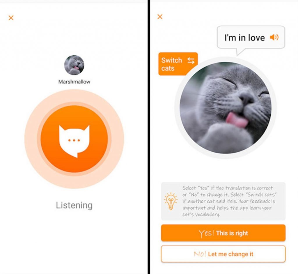 Tradutor humano-gato: como usar o app para 'conversar' com seu felino