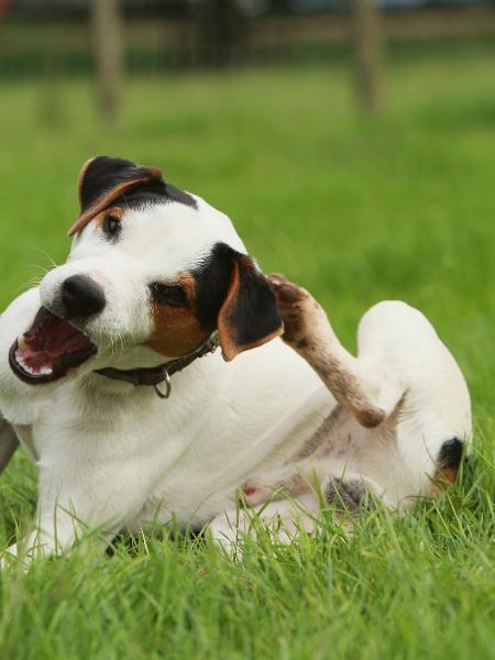 Pulgas e carrapatos causam desconforto e até doenças nos pets - Reprodução/GettyImages
