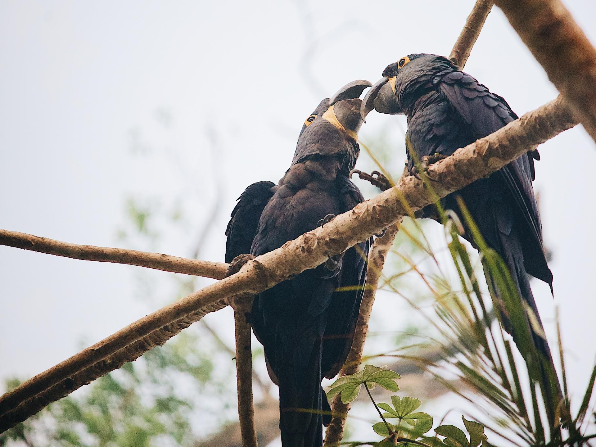 Aves são fotografadas no Pantanal em região atingida pelas queimadas - Rafael Visentainer/Arquivo Pessoal