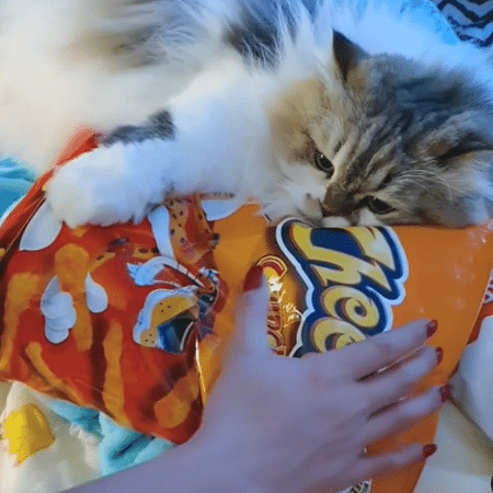 Gato agarrou o Cheetos e não largou mais - Reprodução/Instagram