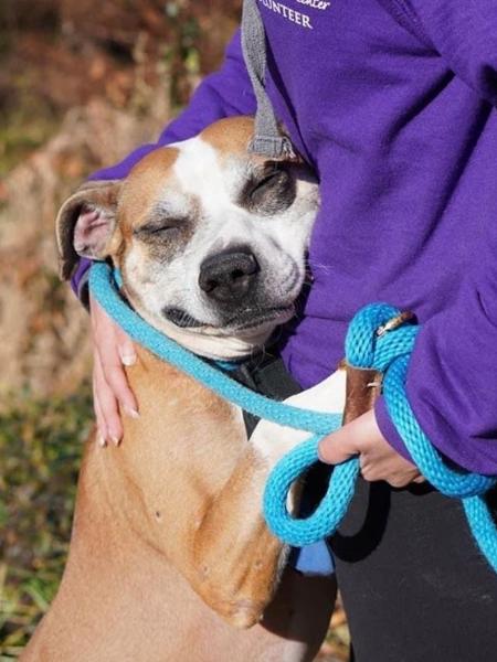 Toro, cachorro que abraça todos os voluntários de abrigo - Reprodução/Instagram