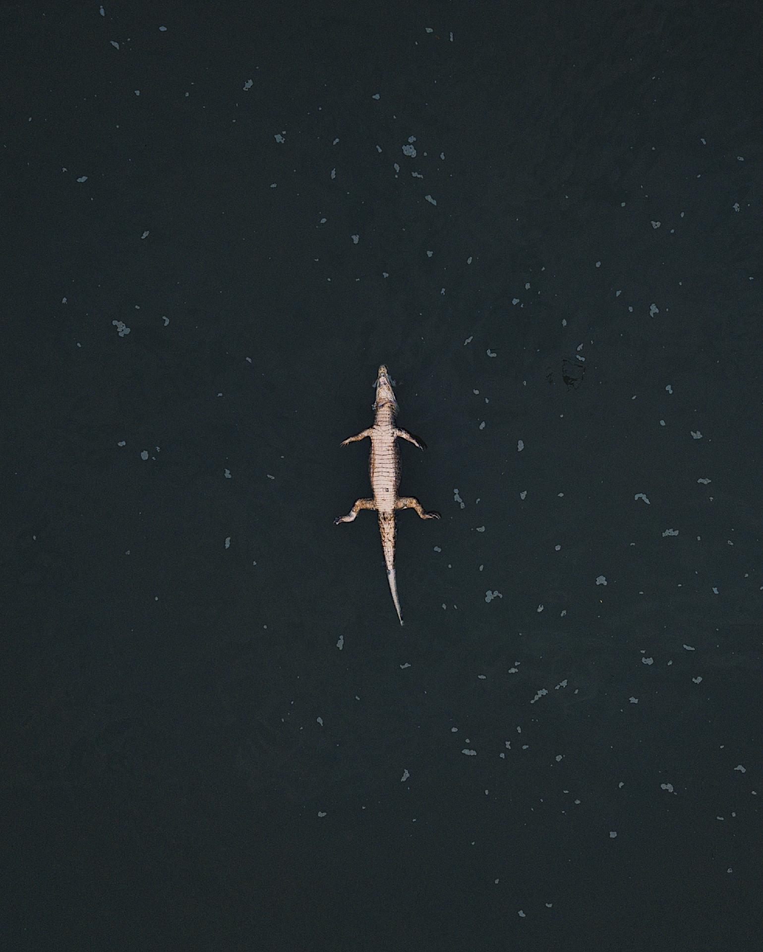 Jacaré é fotografado boiando em rio do Pantanal, região devastada pelas queimadas - Rafael Visentainer/Arquivo Pessoal