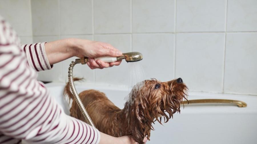 Manter a higiene do seu animal é essencial para melhor qualidade de vida dele e também colabora para a limpeza da sua casa - Getty Images