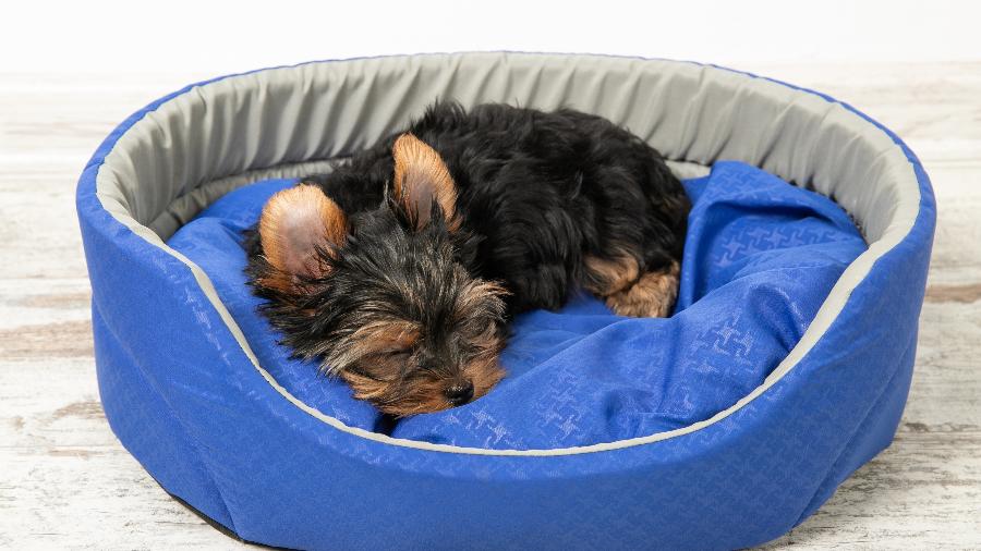Saiba escolher itens confortáveis para o seu pet - Getty Images
