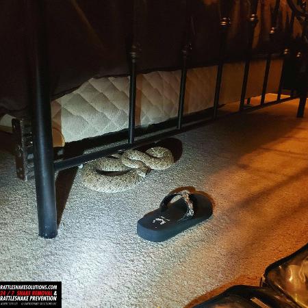 Cascavel aparece debaixo da cama de casal nos EUA  - Reprodução/Rattlesnake Solutions/Facebook