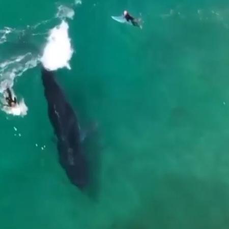 Baleia-de-bryde nada com surfistas na Austrália  - Reprodução/@monsterchildren/Instagram