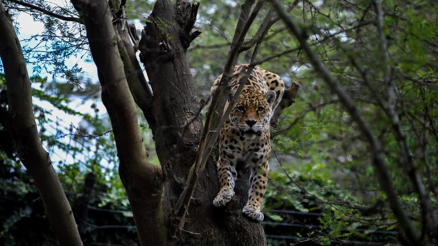 Imagem ilustrativa: Leopardo pula em uma árvore no zoológico de Guayllabamba, no Equador - Juan Diego Montenegro/Picture alliance via Getty Images
