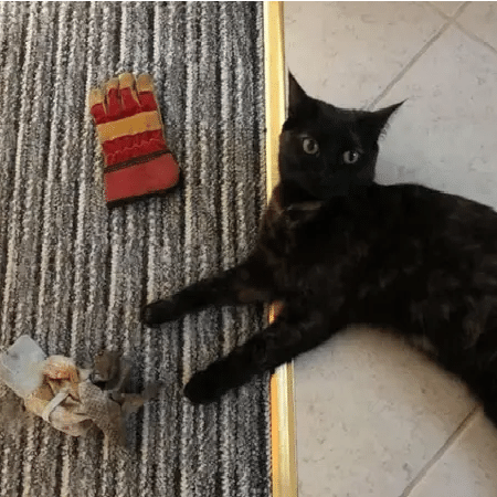 A gatinha Pixel com dois de seus achados - (Kate Baker/Facebook/PA)