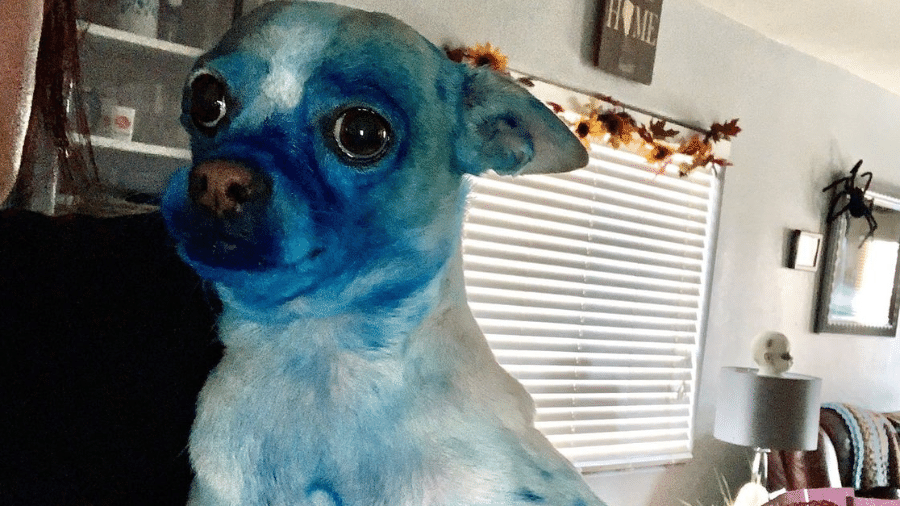 Cão fica azul após mexer em balde de tinta - Reprodução/Twitter