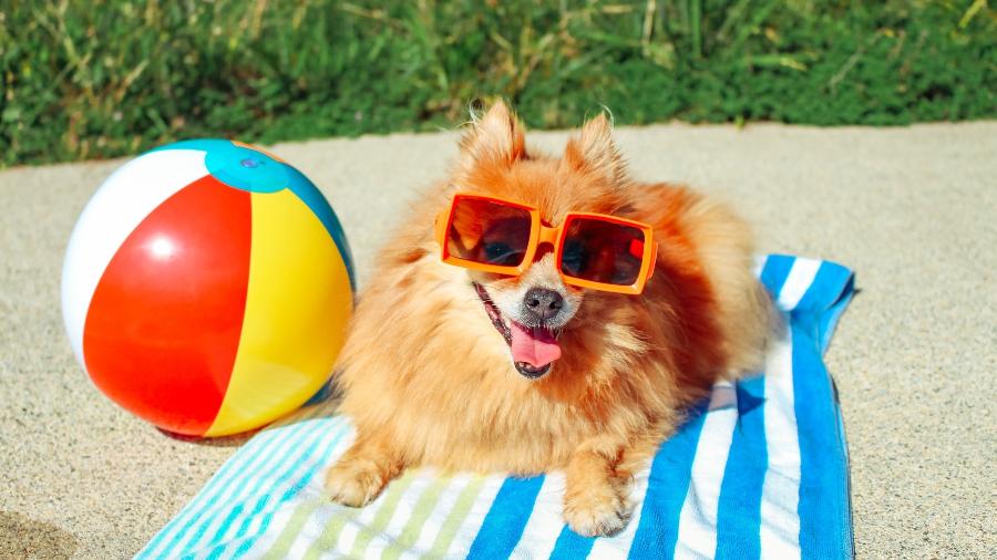 Pets também precisam de cuidados no verão - Reprodução/GettyImages