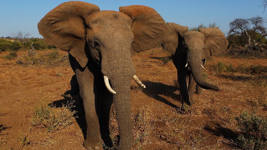 Elefantes caminham em reserva natural em Botsuana - Cameron Spencer/Getty Images