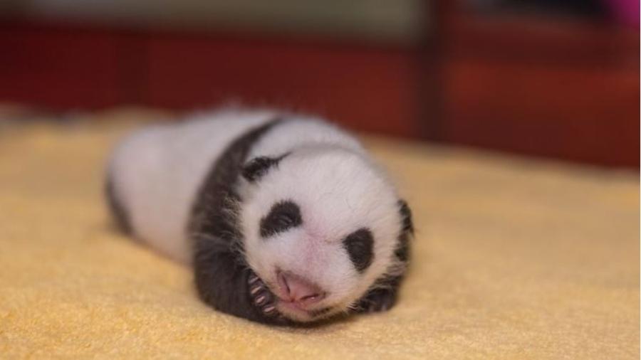 Filhote de panda do National Zoo - Divulgação/Smithsonians National Zoo
