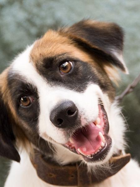 Cachorros reagem a "eu te amo" de donos - Reprodução/gettyimages