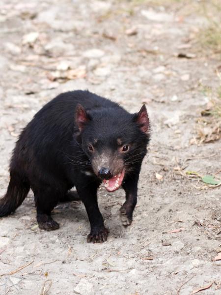 Diabo-da-tasmânia retornou à Austrália continental depois de três mil anos - Reprodução/GettyImages