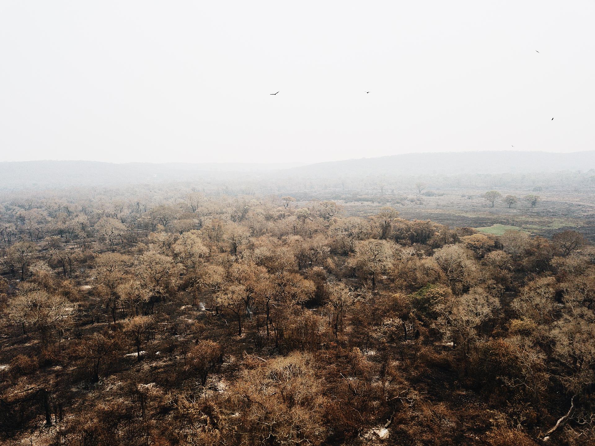 Pantanal Tem Maior Número Mensal De Focos De Incêndio Já Registrado