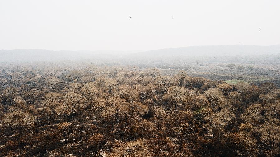 Imagem aérea mostra região do Pantanal devastada após queimadas - Rafael Visentainer/Arquivo Pessoal