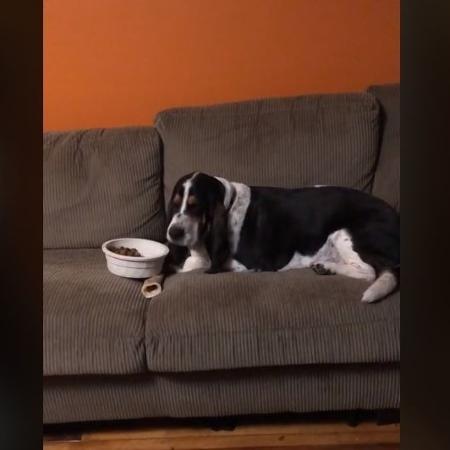 Cachorro Murphy leva pode de ração para comer no sofá - Reprodução/TikTok