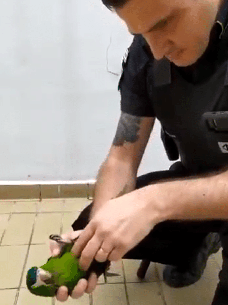 O segurança Everton aplica massagem cardíaca em papagaio na estação Oratório do metrô de São Paulo - Reprodução/Twitter