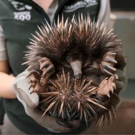 Zoológico da Austrália exibe filhote de equidna - Divulgação/ Taronga Zoo