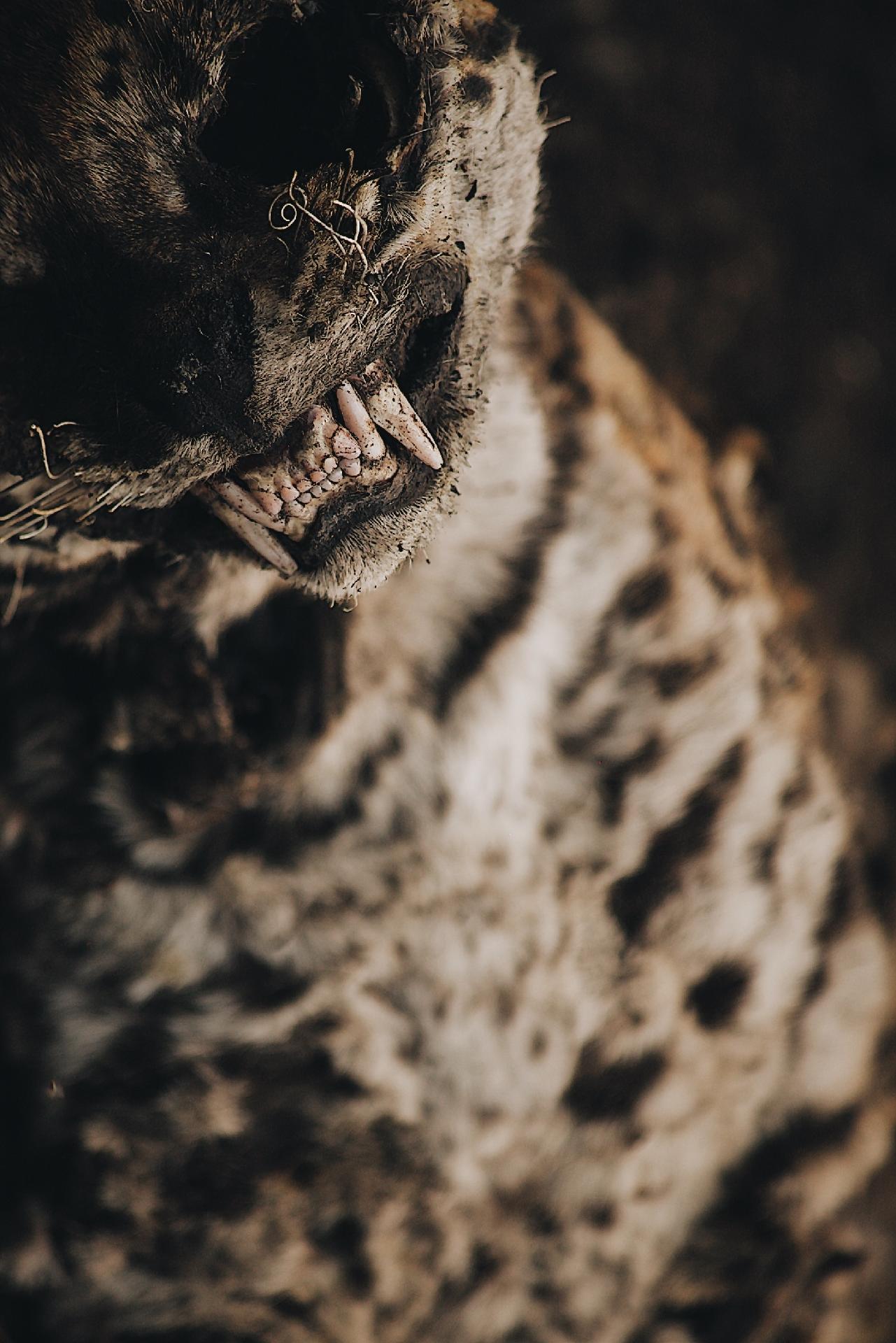 Jaguatirica morta após queimadas no Pantanal - Rafael Visentainer/Arquivo Pessoal