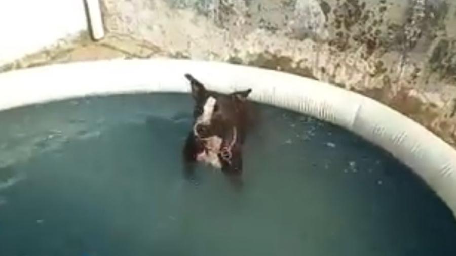 Cachorro tenta amenizar o calor invadindo a piscina de casa - Reprodução/Facebook