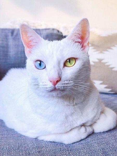 Sansa é uma gata que foi abandonada, mas conseguiu ser adotada e hoje bomba no Instagram - Reprodução/Instagram/@sansa.thecat